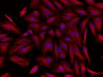 Rat IgG (H+L) Highly Cross-Adsorbed Secondary Antibody in Immunocytochemistry (ICC/IF)