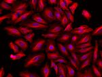 Rat IgG (H+L) Highly Cross-Adsorbed Secondary Antibody in Immunocytochemistry (ICC/IF)