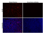 Rat IgG (H+L) Highly Cross-Adsorbed Secondary Antibody in Immunohistochemistry (Paraffin) (IHC (P))