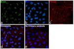 Rat IgG (H+L) Highly Cross-Adsorbed Secondary Antibody in Immunocytochemistry (ICC/IF)