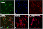 Rat IgG (H+L) Highly Cross-Adsorbed Secondary Antibody in Immunocytochemistry (ICC/IF)