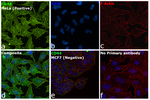 Rat IgG (H+L) Highly Cross-Adsorbed Secondary Antibody in Immunocytochemistry (ICC/IF)