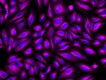 Rat IgG (H+L) Highly Cross-Adsorbed Secondary Antibody in Immunocytochemistry (ICC/IF)