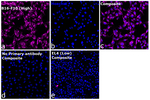 Rat IgG (H+L) Highly Cross-Adsorbed Secondary Antibody in Immunocytochemistry (ICC/IF)