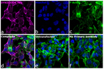 Rat IgG (H+L) Highly Cross-Adsorbed Secondary Antibody in Immunocytochemistry (ICC/IF)