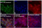 F(ab')2-Goat anti-Rabbit IgG (H+L) Cross-Adsorbed Secondary Antibody, Alexa Fluor™ Plus 488