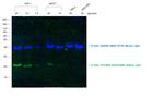 Rabbit IgG (H+L) Cross-Adsorbed Secondary Antibody in Western Blot (WB)