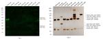 Rabbit IgG (H+L) Cross-Adsorbed Secondary Antibody in Western Blot (WB)