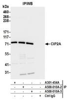 CIP2A Antibody in Immunoprecipitation (IP)