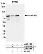 hnRNP M3/4 Antibody in Immunoprecipitation (IP)