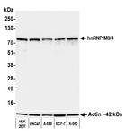 hnRNP M3/4 Monoclonal Antibody (2A6-2H3)