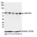 hnRNP M3/4 Antibody in Western Blot (WB)