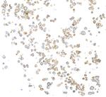 CD20 Antibody in Immunocytochemistry (ICC/IF)
