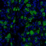 CD68 Antibody in Immunohistochemistry (Paraffin) (IHC (P))