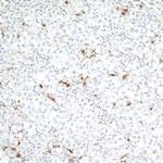 CD68 Antibody in Immunohistochemistry (Paraffin) (IHC (P))