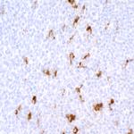 CD68 Antibody in Immunohistochemistry (Paraffin) (IHC (P))