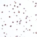 CD74 Antibody in Immunocytochemistry (ICC/IF)