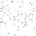 CD74 Antibody in Immunocytochemistry (ICC/IF)