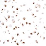 PCNA Monoclonal Antibody (PC10)