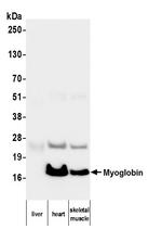 Myoglobin Antibody in Western Blot (WB)