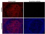 CD45RA Antibody in Immunohistochemistry (Paraffin) (IHC (P))
