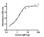 Human IgM (Heavy chain) Secondary Antibody in ELISA (ELISA)
