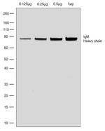 Goat anti-Human IgM (Heavy chain) Recombinant Secondary Antibody, HRP