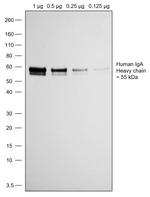 Goat anti-Human IgA (Heavy chain) Recombinant Secondary Antibody