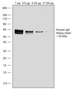 Goat anti-Human IgA (Heavy chain) Recombinant Secondary Antibody, HRP