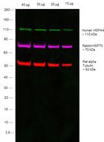 Human IgG1 (Heavy chain) Secondary Antibody in Western Blot (WB)