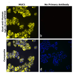 Goat anti-Human IgG (H+L) Superclonal™ Secondary Antibody, Alexa Fluor™ Plus 555