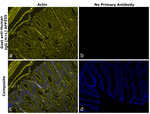 Human IgG (H+L) Secondary Antibody in Immunohistochemistry (Paraffin) (IHC (P))