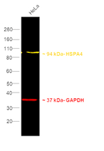 Human IgG (H+L) Secondary Antibody in Western Blot (WB)