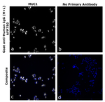 Goat anti-Human IgG (H+L) Superclonal™ Secondary Antibody, Alexa Fluor™ Plus 750