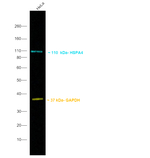 Human IgG (H+L) Secondary Antibody in Western Blot (WB)