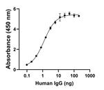 Human IgG (H+L) Secondary Antibody in ELISA (ELISA)