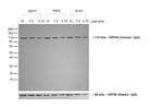 Human IgG (H+L) Secondary Antibody in Western Blot (WB)