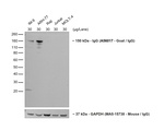 Human IgG (H+L) Secondary Antibody in Western Blot (WB)