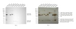 Human IgG (H+L) Secondary Antibody in Western Blot (WB)