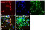 Goat anti-Human IgG (H+L) Superclonal™ Secondary Antibody, Alexa Fluor™ Plus 647