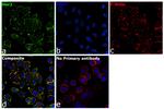 Goat anti-Human IgG (Light chain) Superclonal™ Secondary Antibody