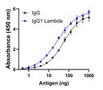 Human IgG (Lambda light chain) Secondary Antibody in ELISA (ELISA)