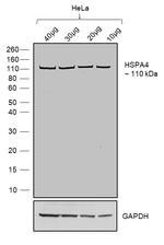 Human IgG (Lambda light chain) Secondary Antibody in Western Blot (WB)