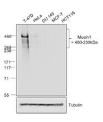 Goat anti-Human IgG (Heavy chain) Superclonal™ Secondary Antibody, HRP