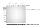 Human IgG (Heavy chain) Secondary Antibody in Western Blot (WB)