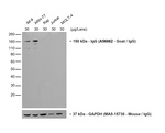 Human IgG (Heavy chain) Secondary Antibody in Western Blot (WB)
