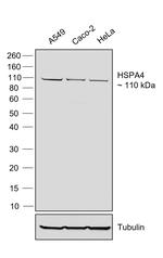 Goat anti-Human IgG (Lambda light chain) Recombinant Secondary Antibody, HRP