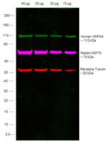 Human IgG (Lambda Light Chain) Secondary Antibody in Western Blot (WB)