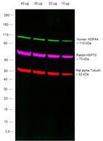 Human IgG Fab Secondary Antibody in Western Blot (WB)