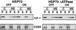MTCO2 Antibody in Western Blot (WB)